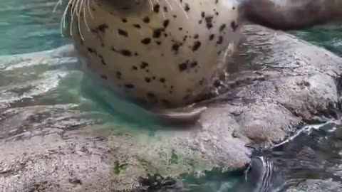Hungry seal said Clap=food 🦭🥹