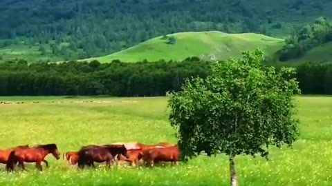 Beauty of nature