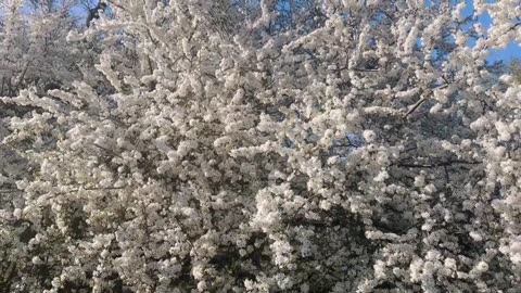 A Very Beautiful Flower Bed