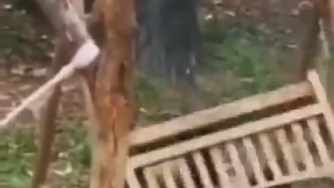 Funny Animal
