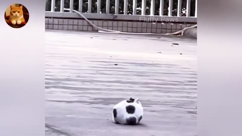 Can't Stop Laughing! 😂 Funny Pets Compilation 2025 🐶😼-Part9
