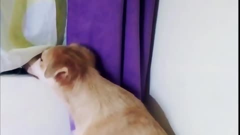 Caught My Dog Peeping Like A True Gossip Buddy
