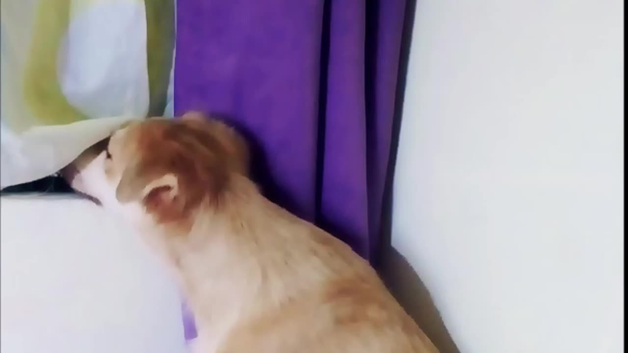 Caught My Dog Peeping Like A True Gossip Buddy