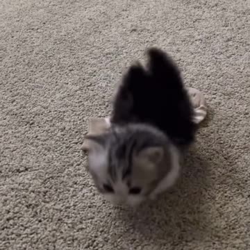 Cute Kitten Video🥰