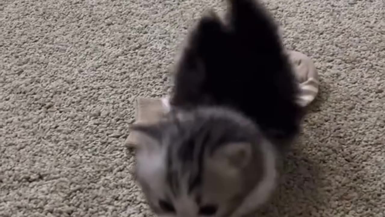 Cute Kitten Videoš„°
