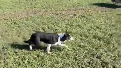 Border Collie Out On The Farm: Doing What Comes Natural