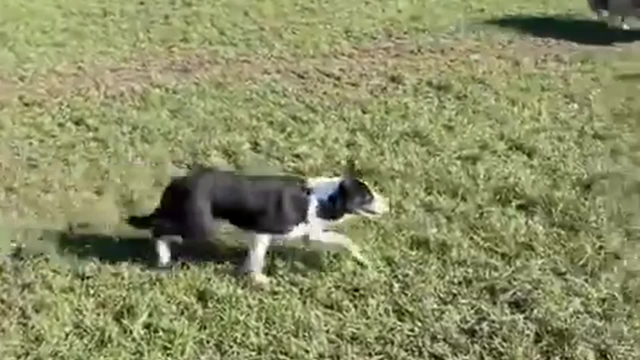 Border Collie Out On The Farm: Doing What Comes Natural