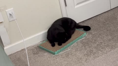 Cute Precious Piper Has Some Fun on Her Tuffet - Adopting a Cat from a Shelter Vlog