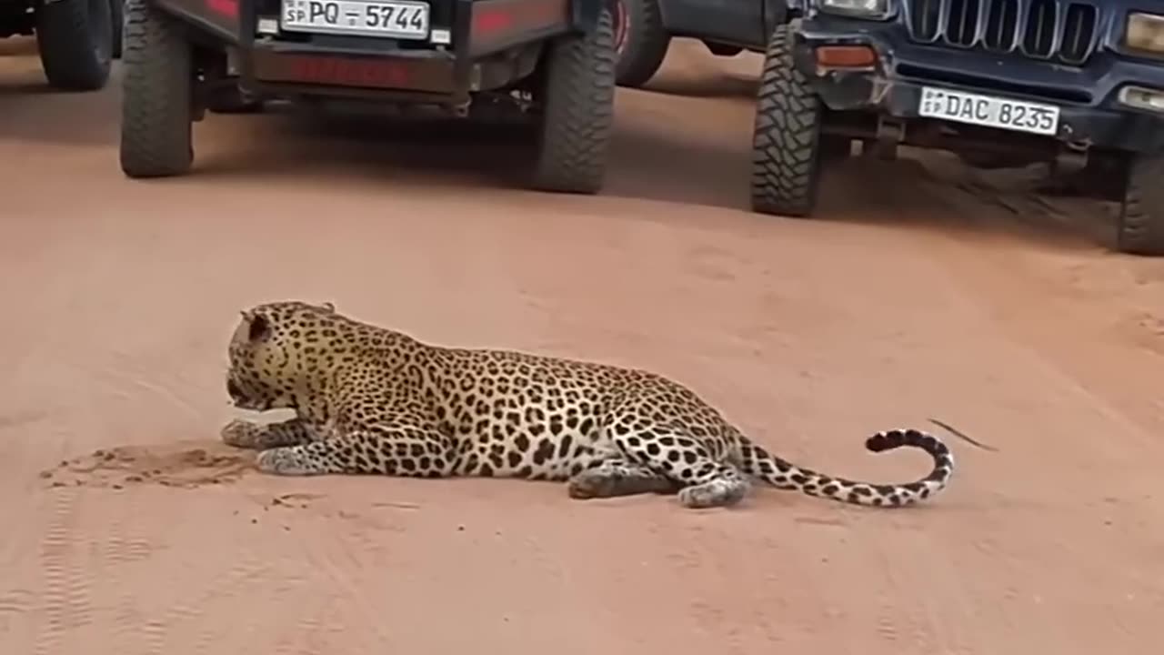 Yala Leopard