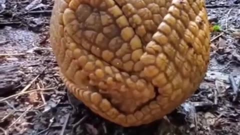 Typical Armadillo Behavior