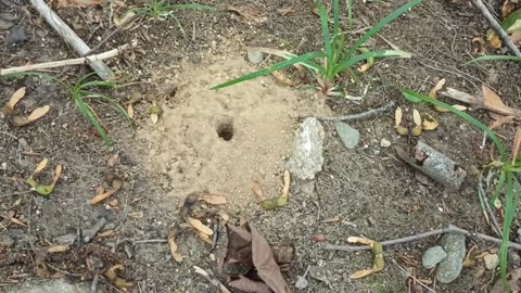 Ant Hole