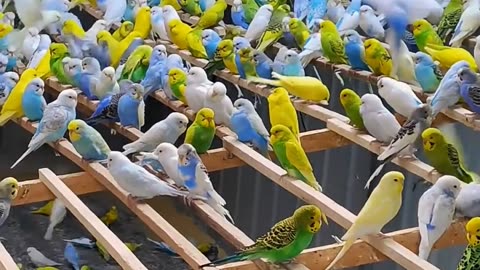 Colorful Kingdom of Budgerigars 🕊️🌈