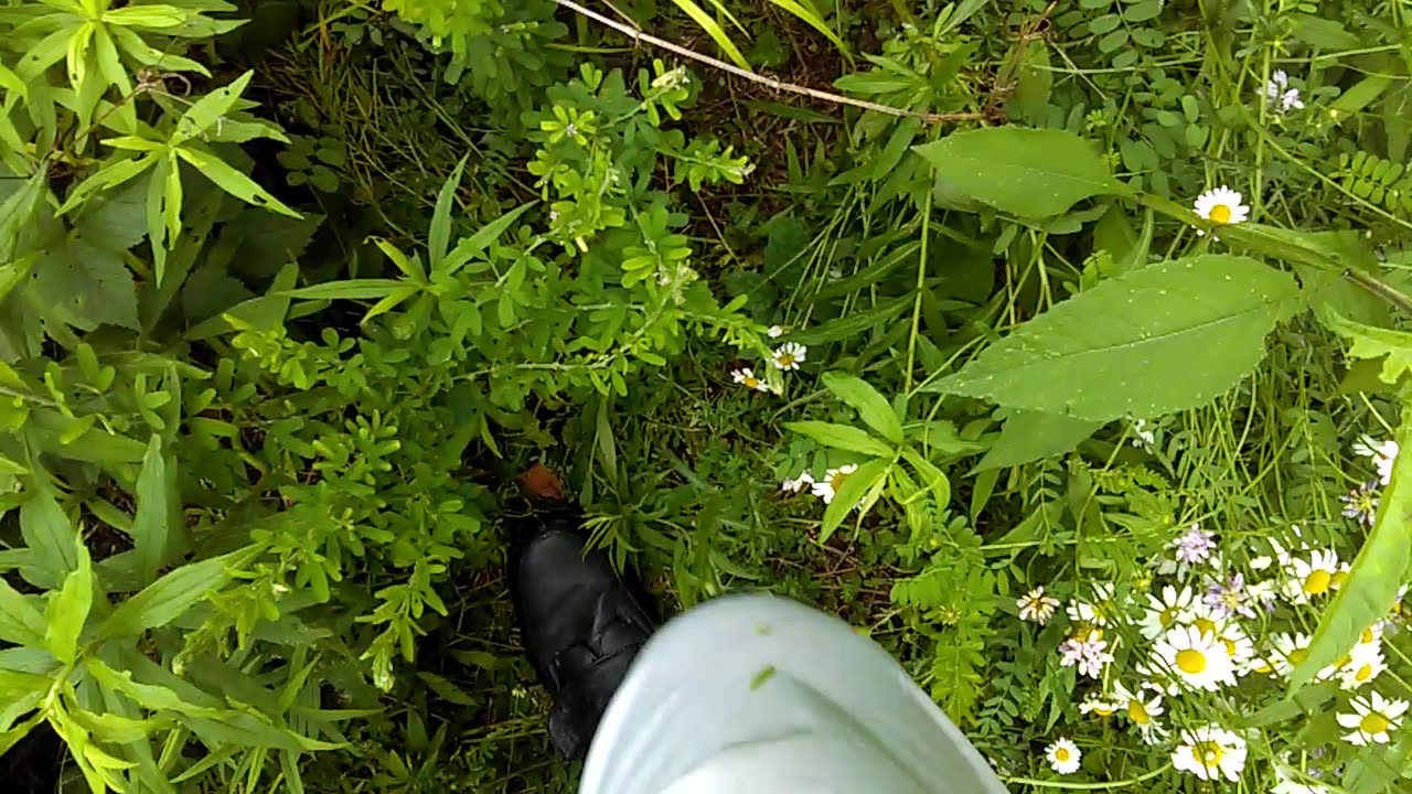 My Walk - Date: 7/3/2016