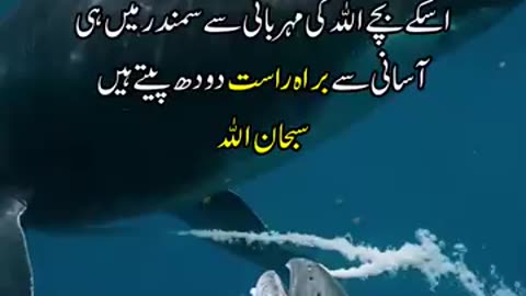 Mother fish milk baby