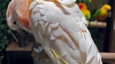 Beautiful Parrot Laughs All by Himself – You’ll Smile Too! 🦜😂✨