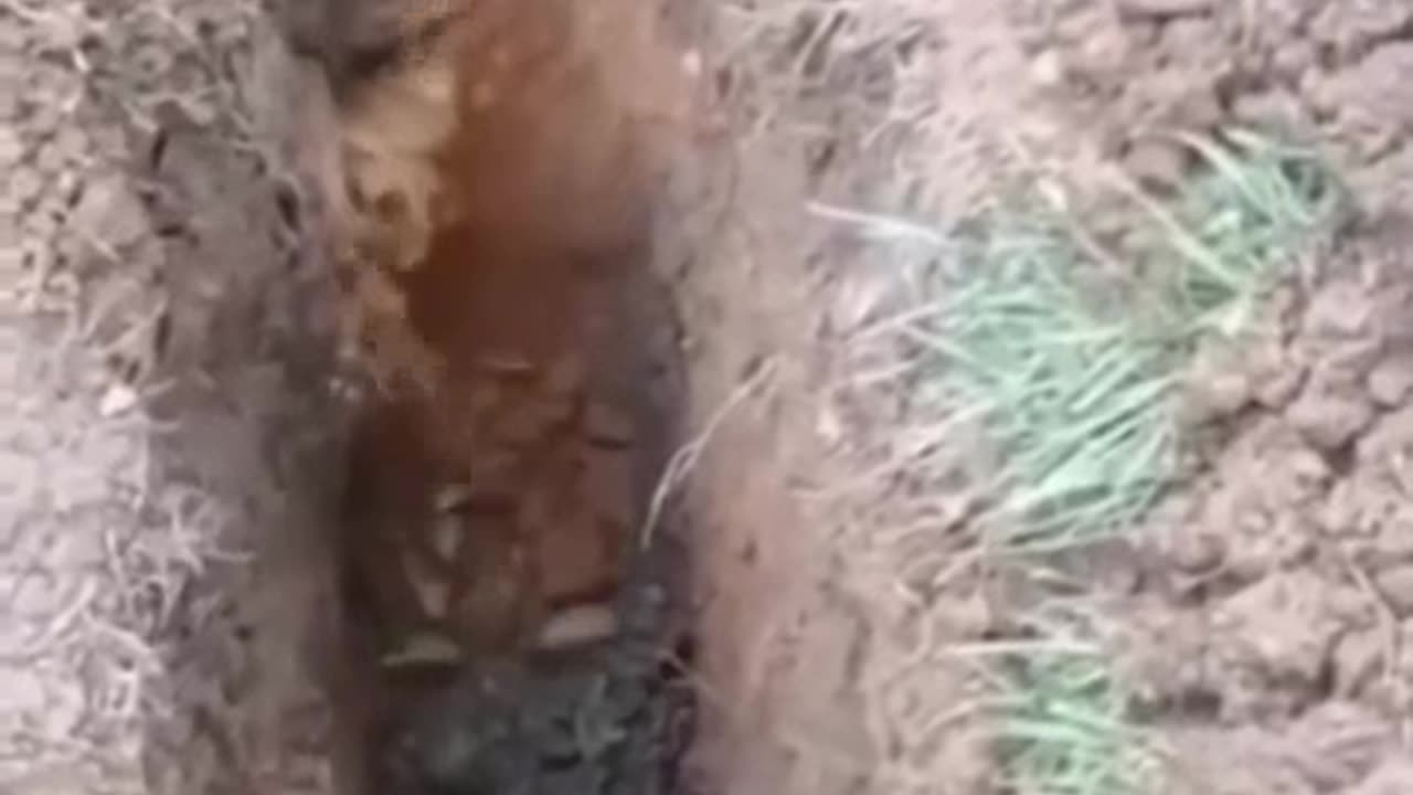videos engraçados da internet.mp4