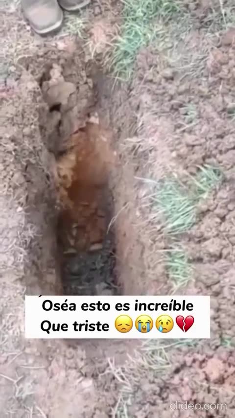 videos engraçados da internet.mp4