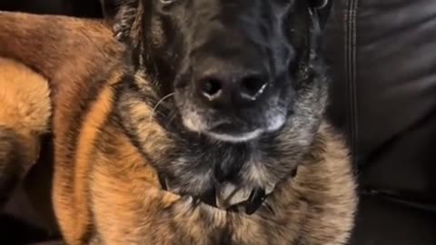 Pets vs. Farts: The Reactions You Didn't Know You Needed!