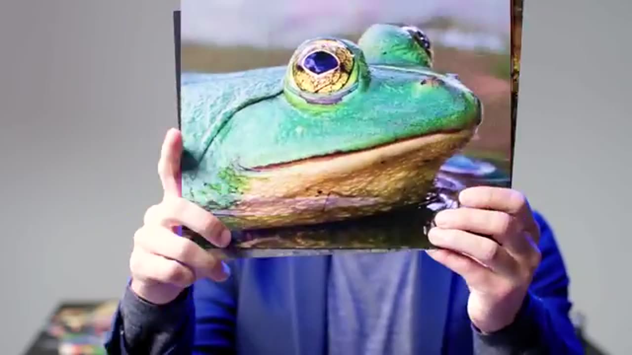 Every Eye In The Animal Kingdom WIRED