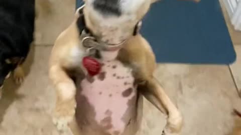 dog stile