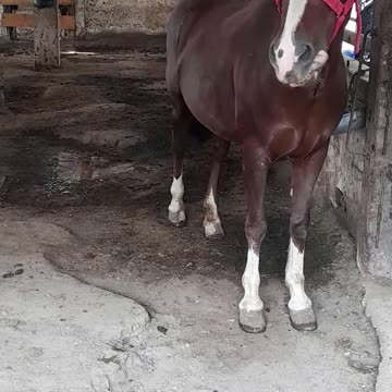 horse