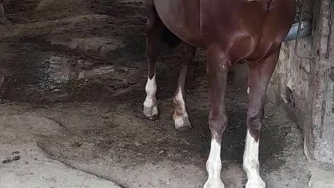 horse