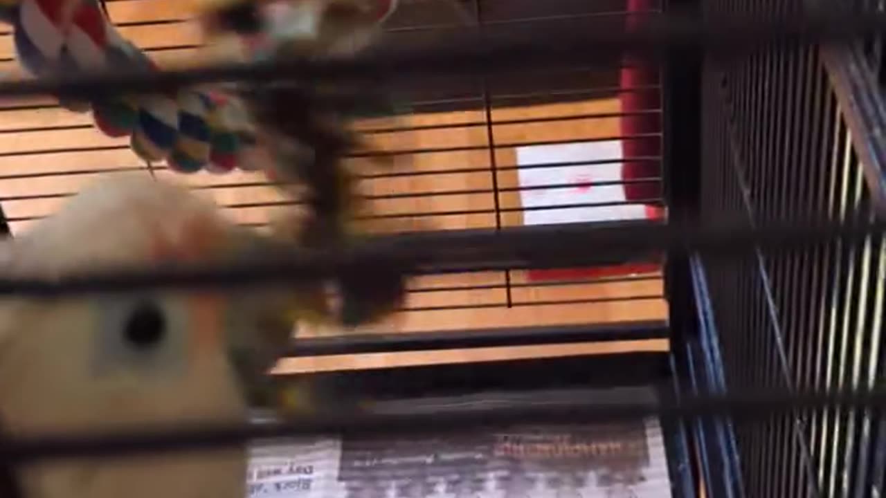 Sensory Stimulation For Parrots