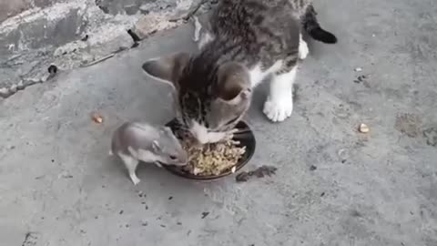 The Ugly Truth About Cat Fails No One Tells You