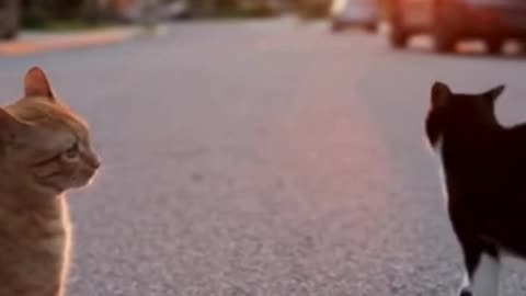 🐱⚡🐱 Funny Cat vs Cat Fight 😂 | Cute Cat Moments | Adorable Animal Video 2025