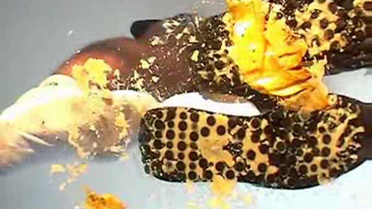 Puma Avanti vs. Banana Under Glass