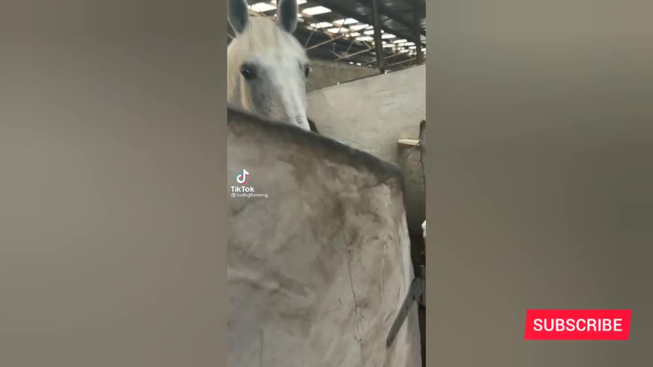 SCARE CAM Funny Reaction😂😂#4_Try Not To Laugh🤣🤣_TikTok Honors