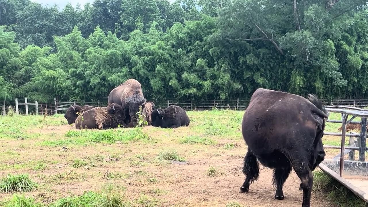 Bison