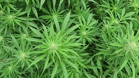 "Fuel D. OG, 01130 65F 93H light wind"