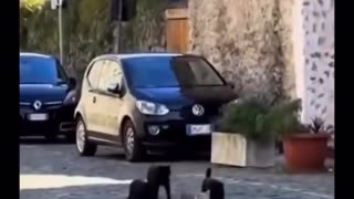 😂 Real Cat Mafia is HILARIOUS! | FunFM