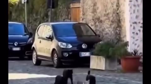 😂 Real Cat Mafia is HILARIOUS! | FunFM