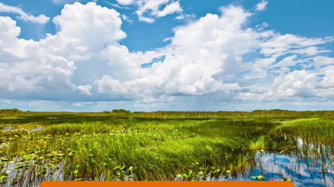 Alligator Alcatraz: Immigration vs Environment in the Florida