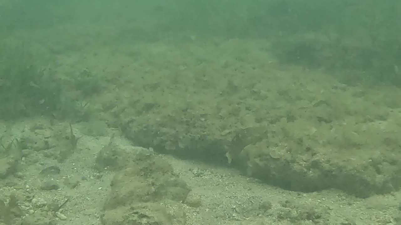 Snorkeling Day!
