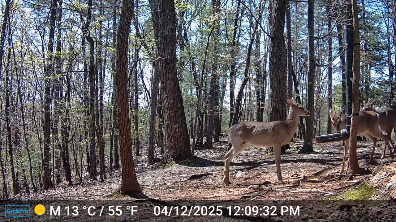 The Woods – 04/13/2025