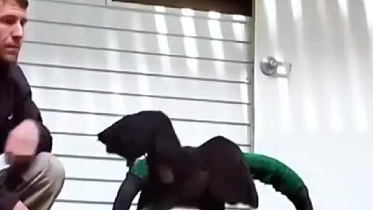 Kind people rescued a drowning eagle