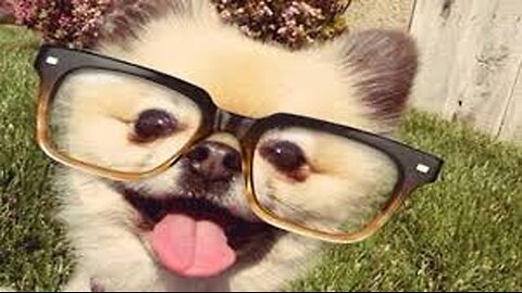 🐶🤓💖 “Glasses On, Love Strong: The Cutest Puppy Ever!”