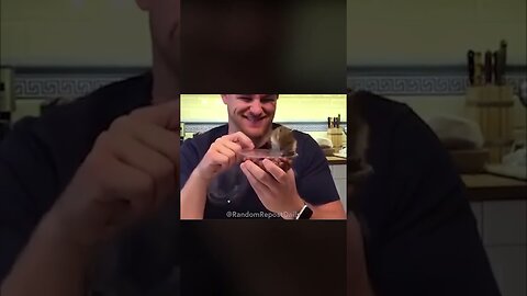 Angry Squirrel Cant Control His Temper #shorts #animals #squirrel #funny #meme #funnyanimals