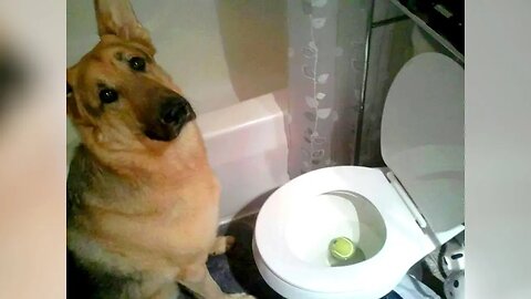 Hilarious DOG VIDEOS that will make you EXPLODE LAUGHING