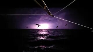 Man-Made Electrical Storms? Commercial Shrimping Gulf of America Florida's West Coast 🆘