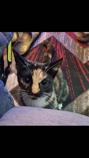 How to Use the Rife Medic 8 for Pets | Nature Function Demo