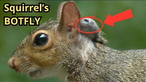 Massive Botfly Maggot Removed From Little Squirrel's Neck!