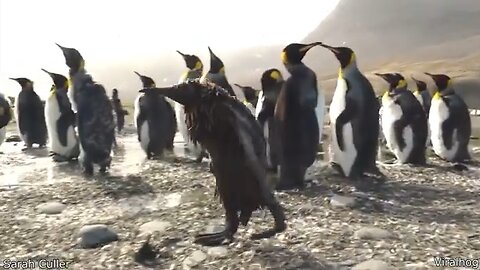 Funniest Animal Videos Ever