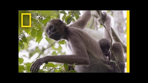 Swing Through the Trees With Amazing Spider Monkeys | Geographic