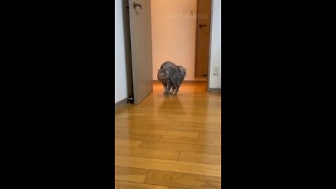 Funny Animas