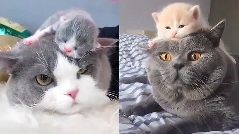 Cute mother cat and funny moments🙀❣️