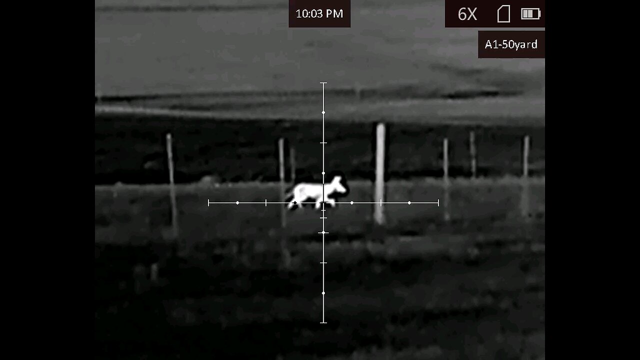 Yote night hunt